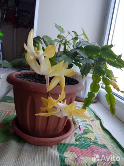 Декабрист коралловый и жёлтый