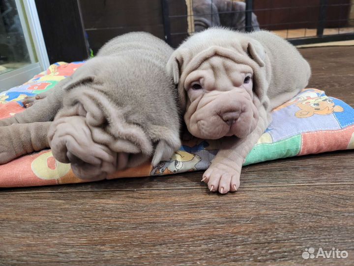 Щенки шарпей