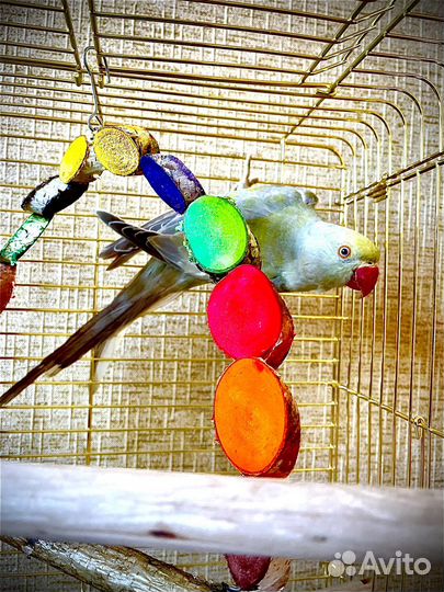 Попугай Ожереловый (птенцы)