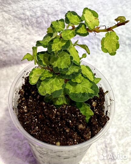 Фикус пумила вишес триколор