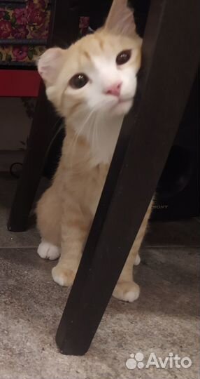 Потерялся кот