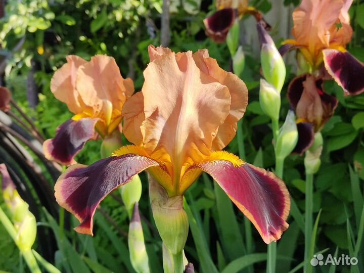 Ирисы бородатые сортовые