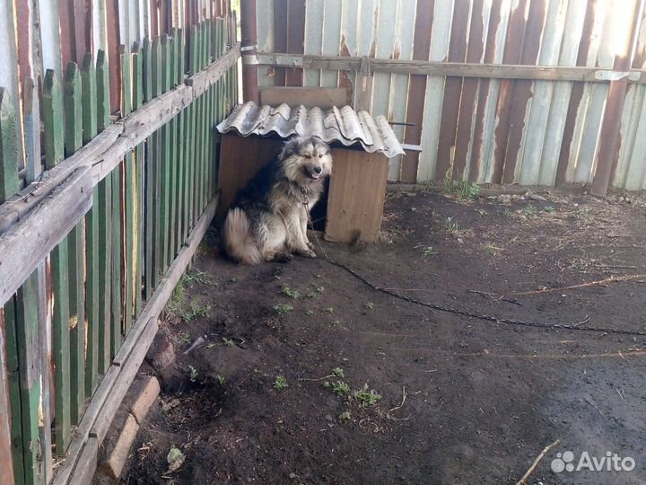 Отдам в добрые руки