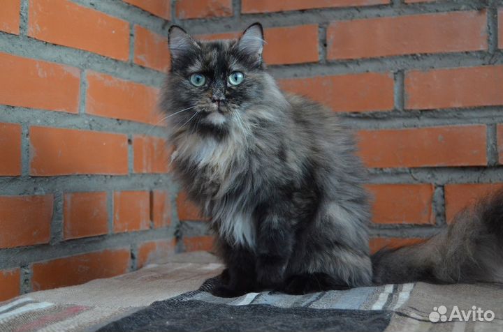 Отдам молодую кошечку. Стерильная