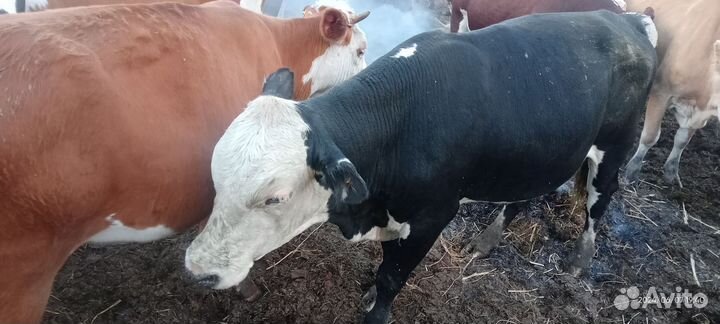 Бычки и телки