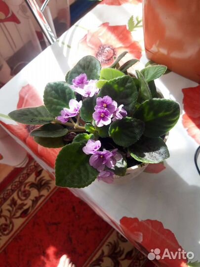 Фиалки продажа