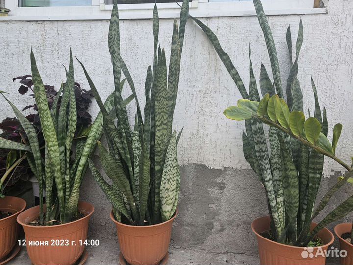 Цветок Сансевиерия