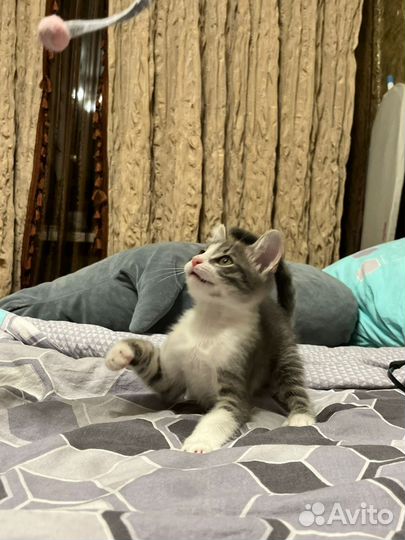 Котенок в добрые руки