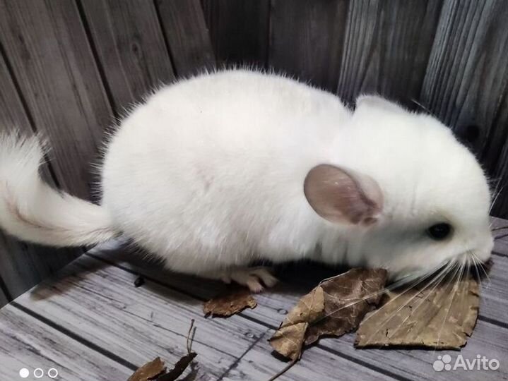 Белая фиолетовая мозаика самец. Цену уточняйте