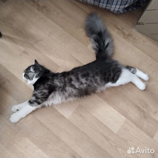Кот домашний