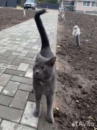 Потерялся кот