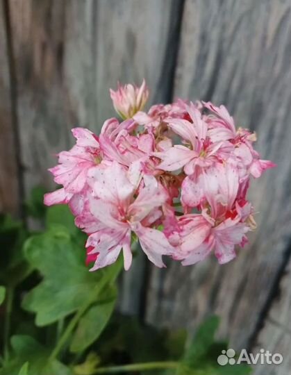 Пеларгония звездчатая