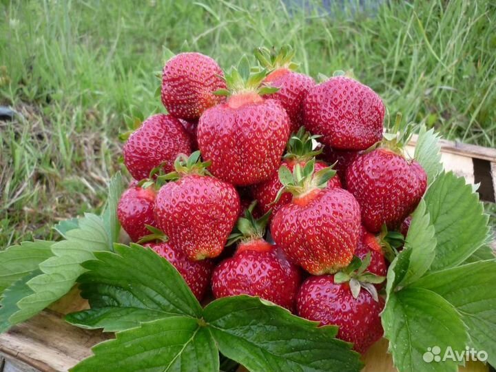 Саженцы клубники Хоней (5шт)