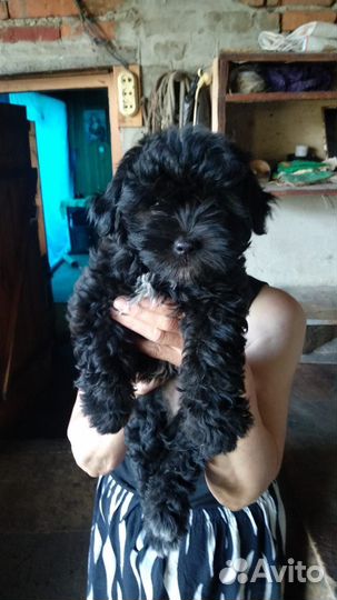 Собака маленькая порода