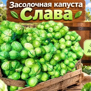 Засолочная капуста Слава