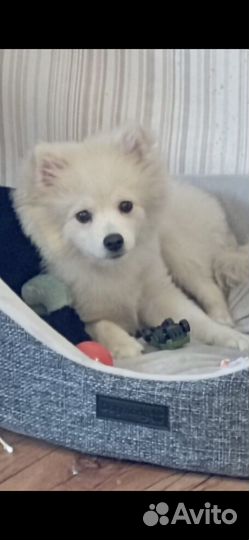 Продам шпица