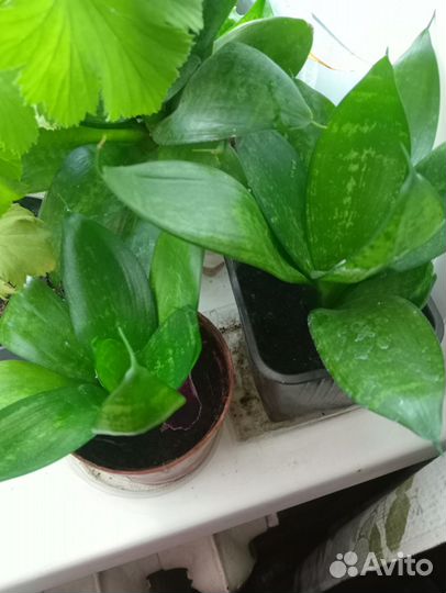 Комнатные цветы