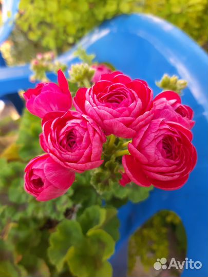 Герань пеларгония