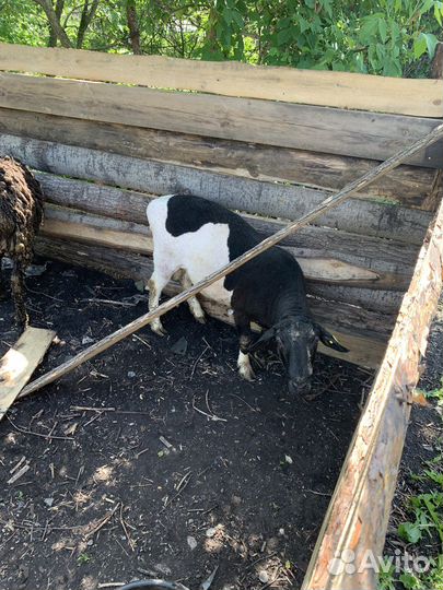 Бараны элита