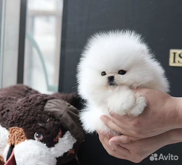 Девочка микро померанский шпиц