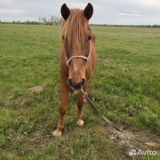 Лошадь кобыла