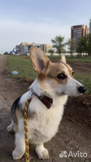 Вельш-корги пемброк девочка