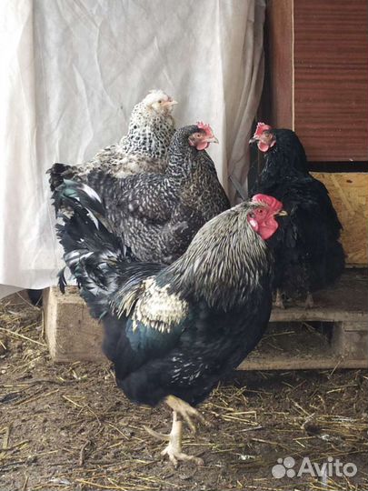 Продам петухов