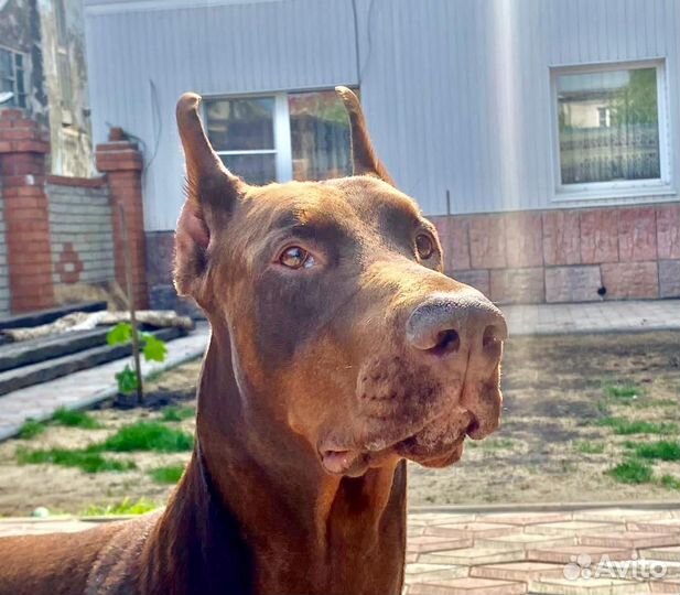 Щенки добермана