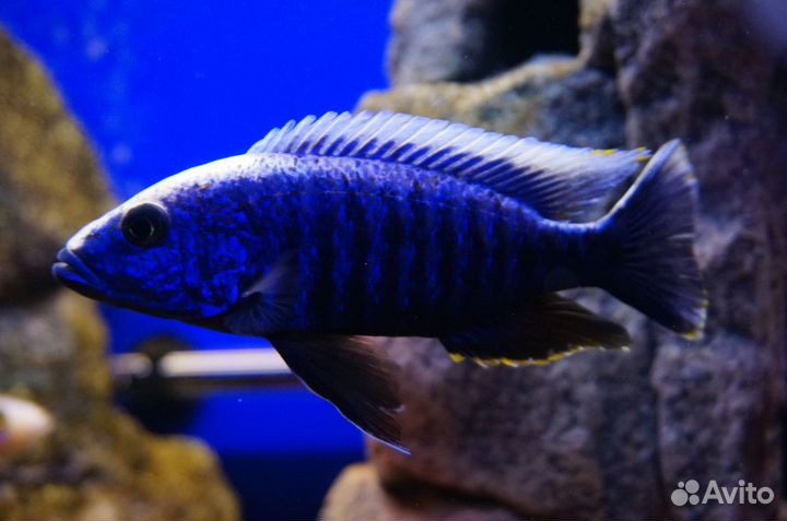 Цихлиды оз.Малави мальки и взрослые