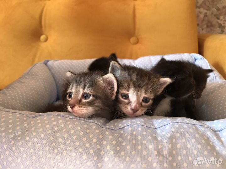 Котята в добрые руки