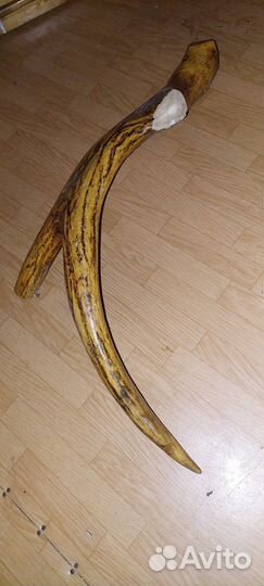 Рог