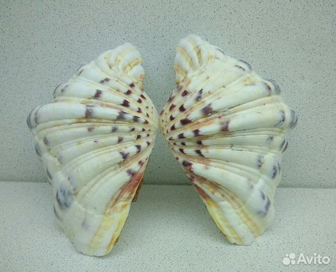 Хипопус 13,8 морская ракушка раковина