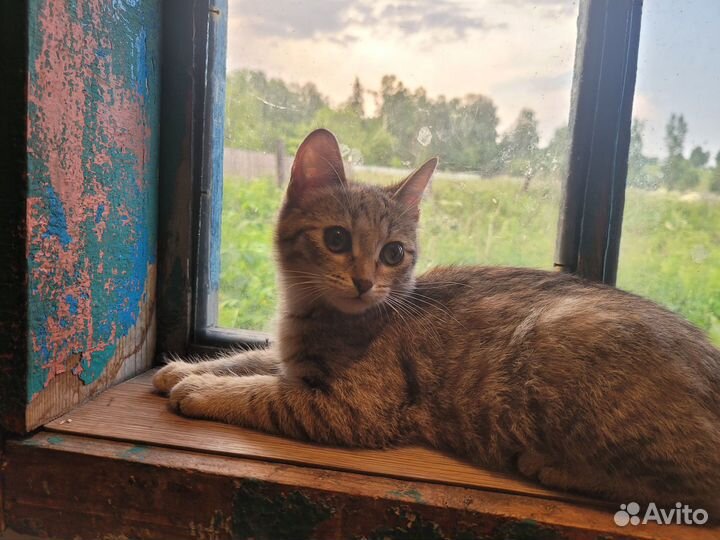 Котенок-рысь в добрые руки