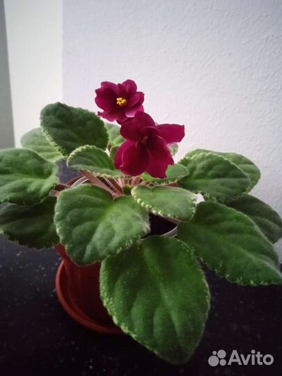 Сортовые фиалки, детки