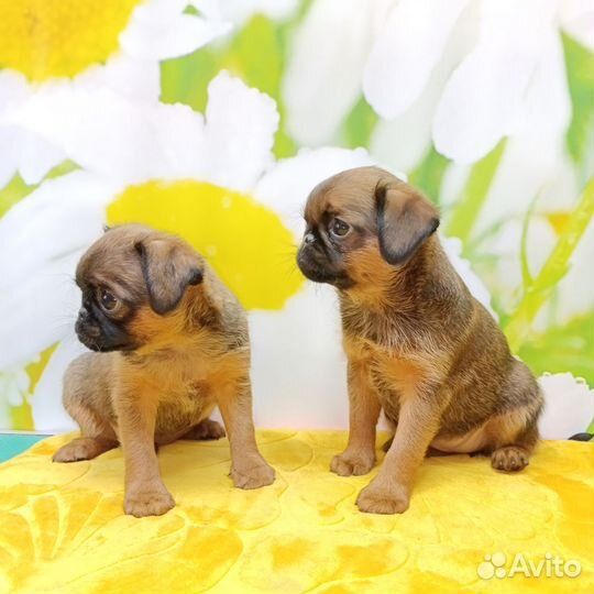 Щенки Пти брабансон