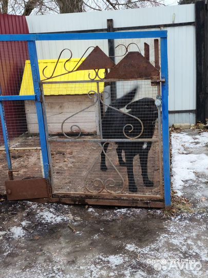 Отдам в добрые руки собаку