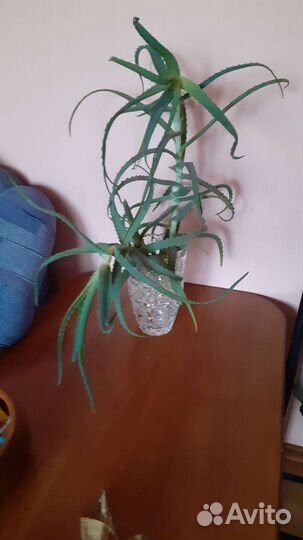 Алоэ лечебный