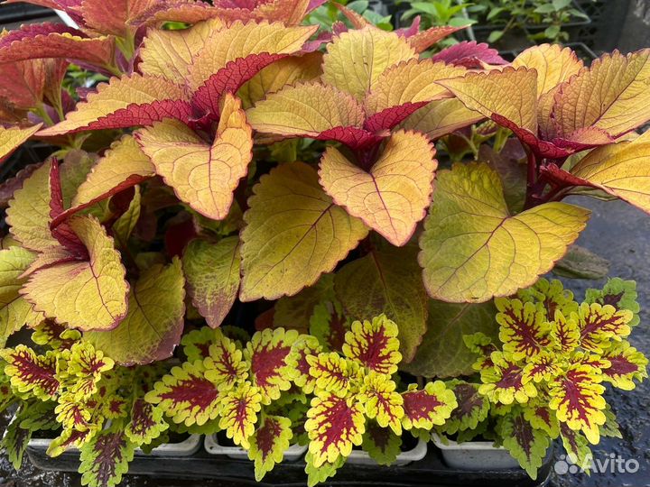 Колеусы в ассортименте