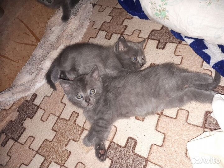 Шотландская вислоухая