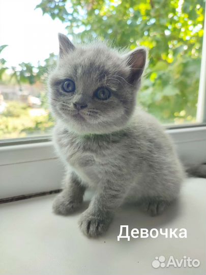 Британские котята