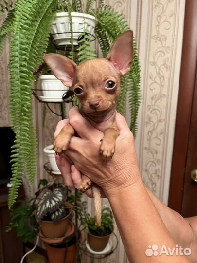 Той-терьер щенки