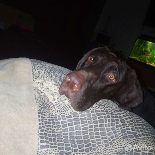 Курцхаар вязка