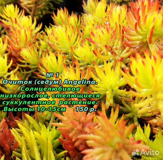 Цветы многолетние, почвопокровные,Овсец,гвоздика