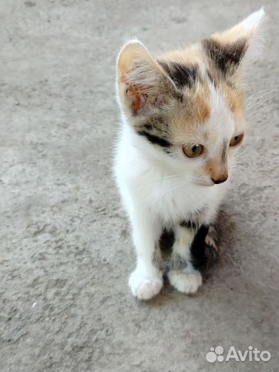 Котенок в добрые руки