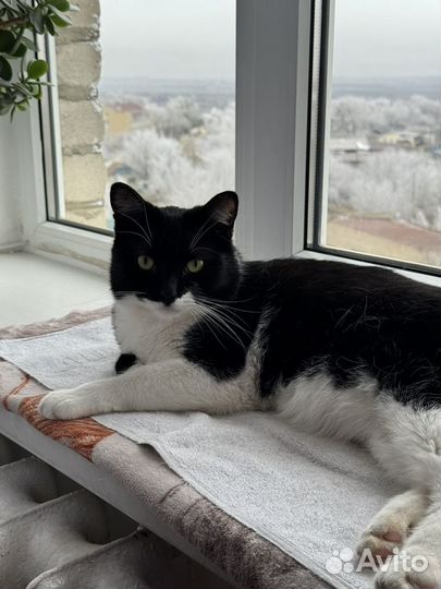 Котик в дар