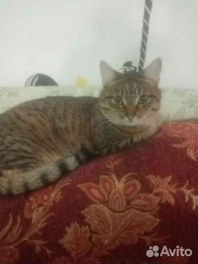 Два братика Яша и Барсик ищут дом