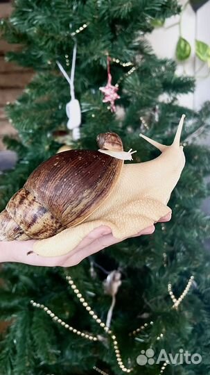 Улитки Архахатины Маргината Овум