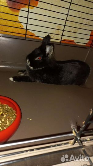 Декоративные кролики