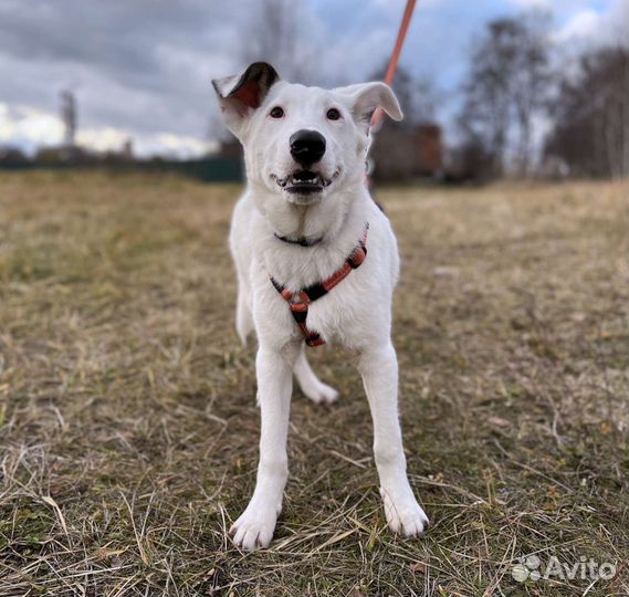 Очаровательный пёс ищет семью