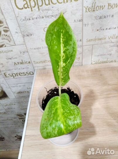 Аглаонемы детки